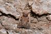 Xestia agathina